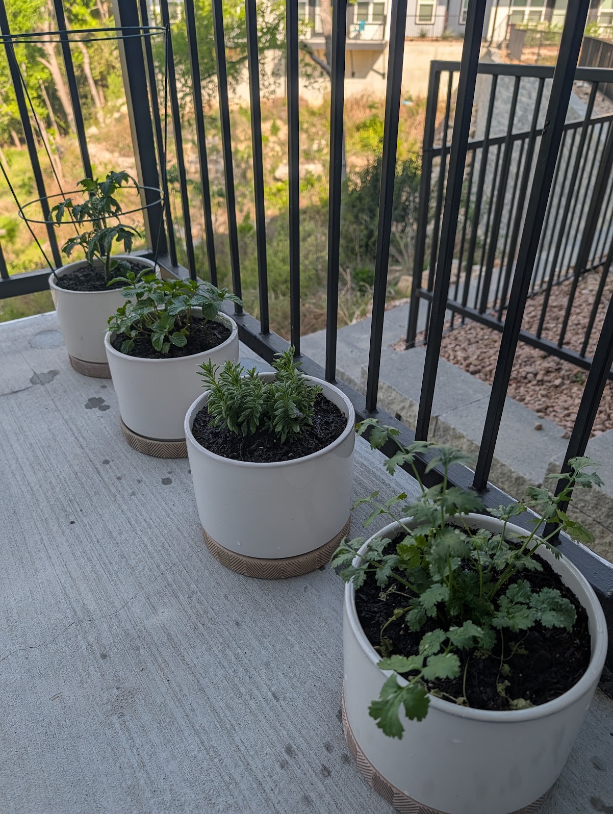 A Daily Commitment to Myself & My Herb Garden 5446