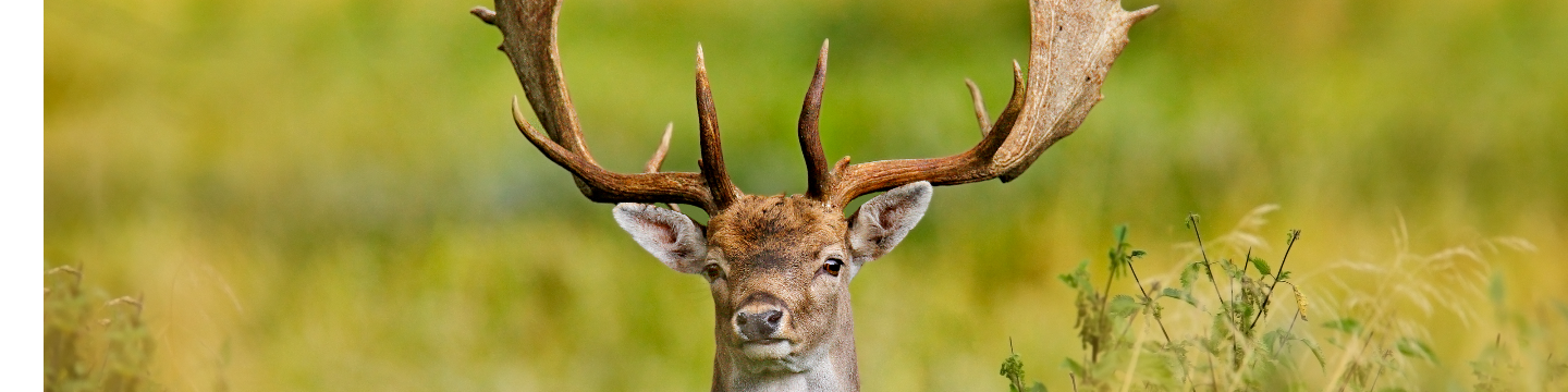 Carnegie Sporting 110