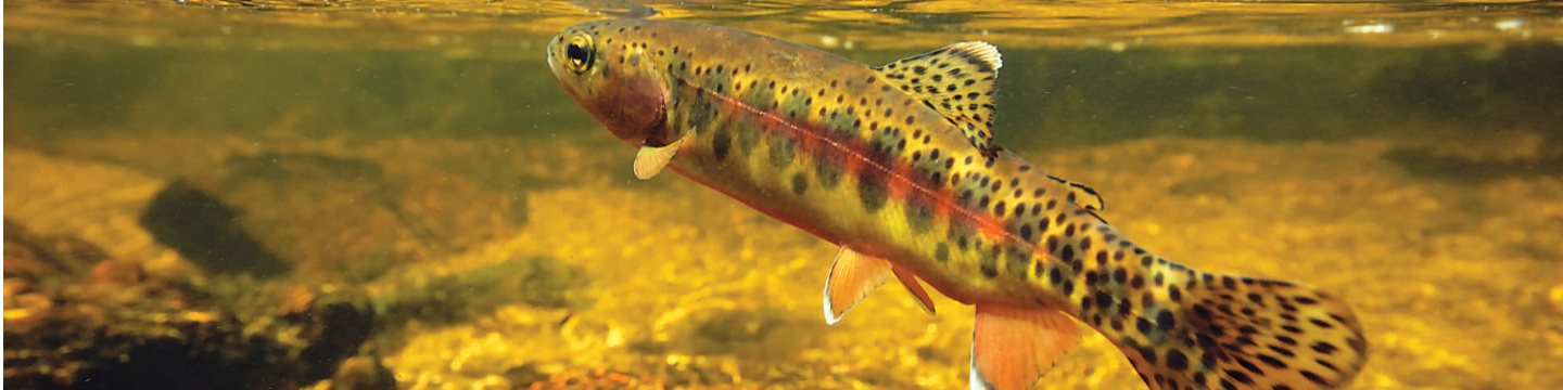 River Collective Co. 528