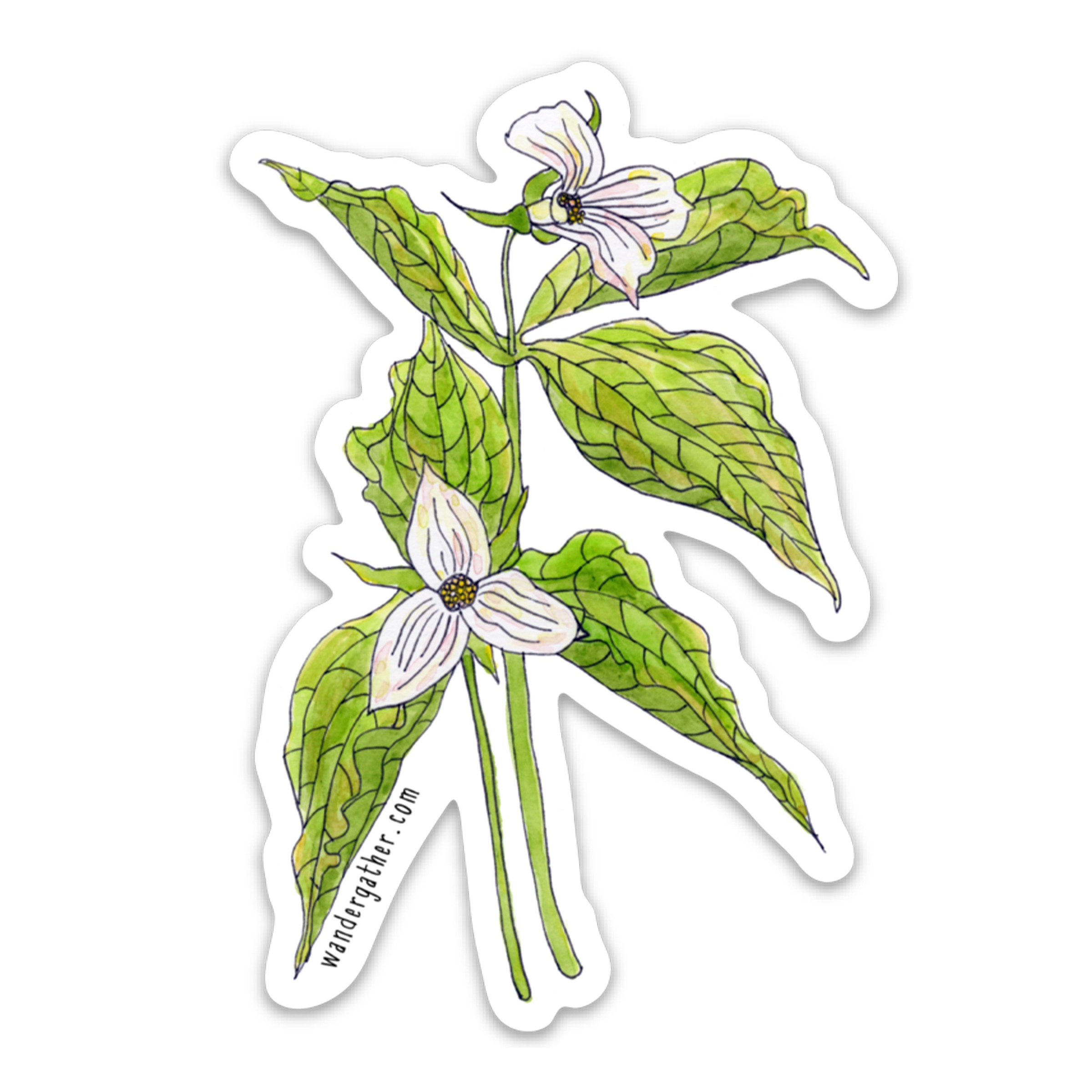 White Trillium Wildflower Sticker 186