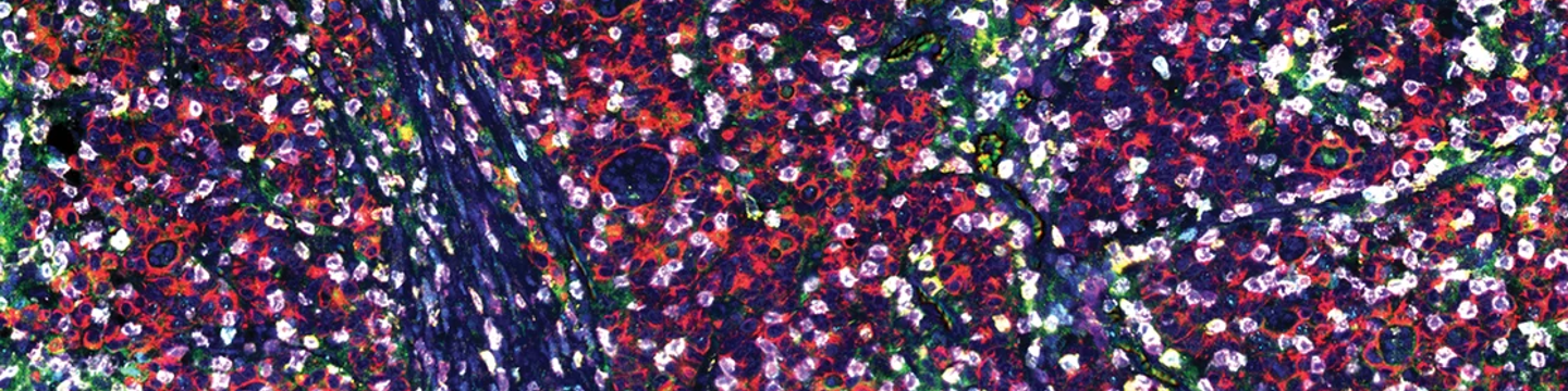 Cell Signaling Technology 130