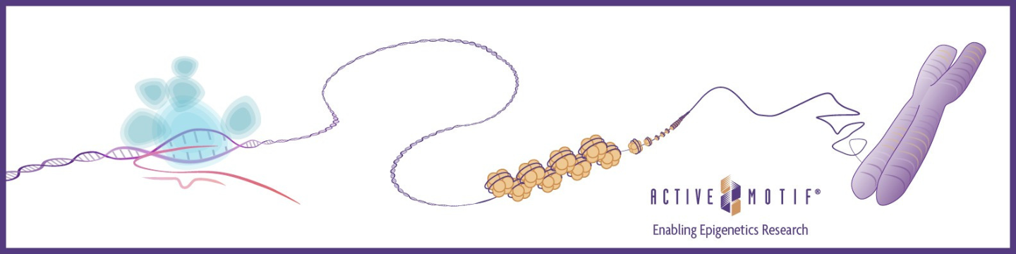 Active Motif 20
