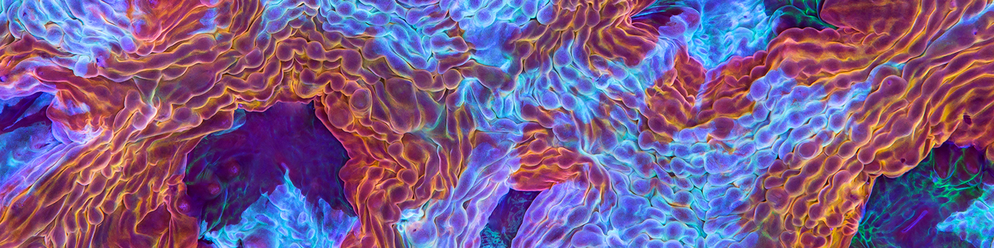 Cayman Chemical Company 68