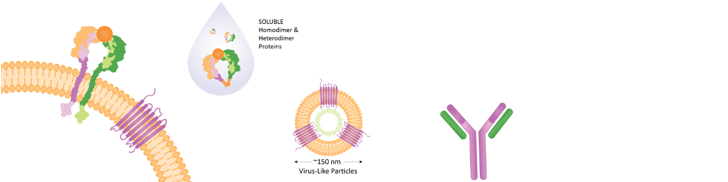 Conigen Bioscience, Inc. 81