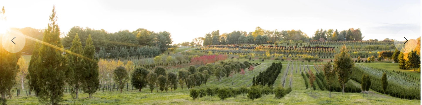 King's Tree Farm 509