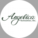 Angelica Nurseries, Inc. 87