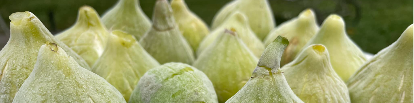 Coastal Fig Company 960