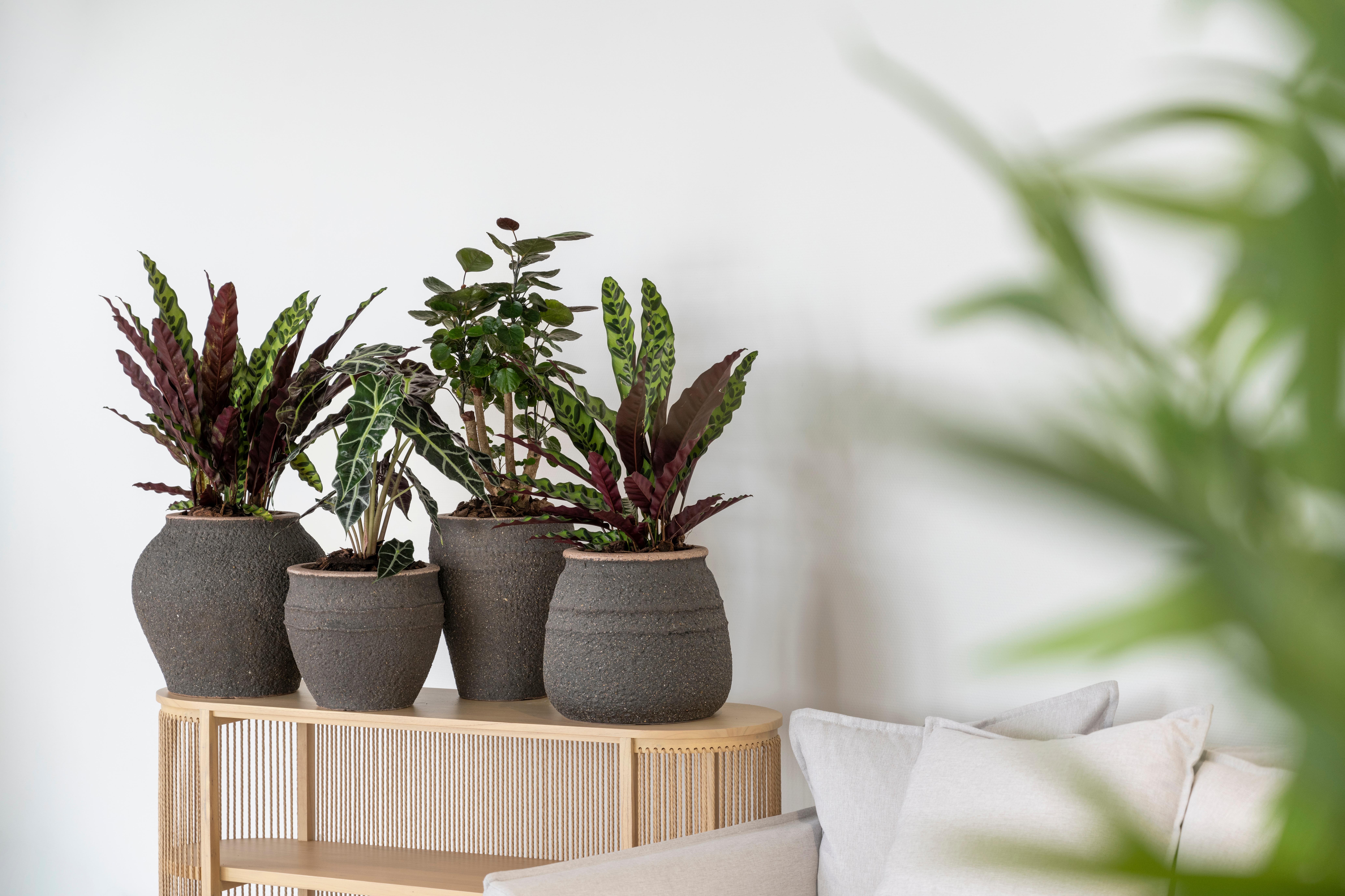 Umber Brown  - Mediterranean Collection 173