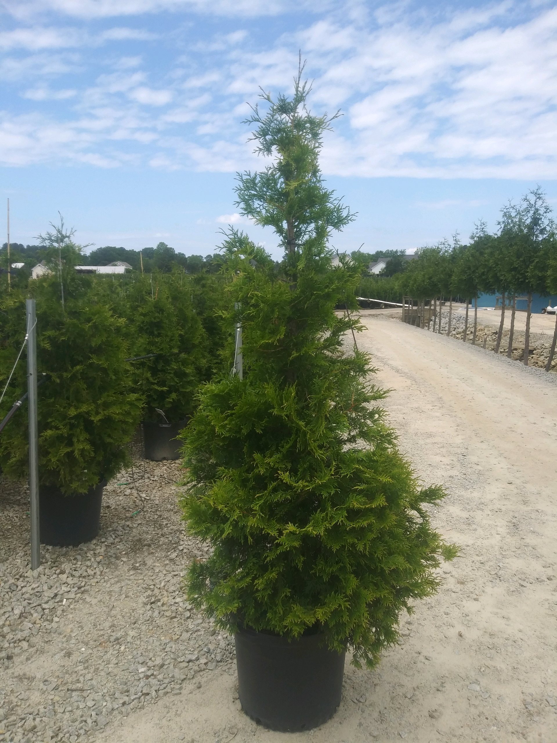 Bonafide Arborvitae   Thuja plicata x standishii "Bonafide™" USPP 34,073 P2 199