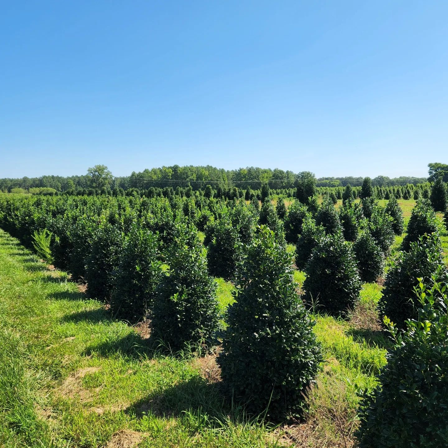 Nellie Stevens Hollies 208