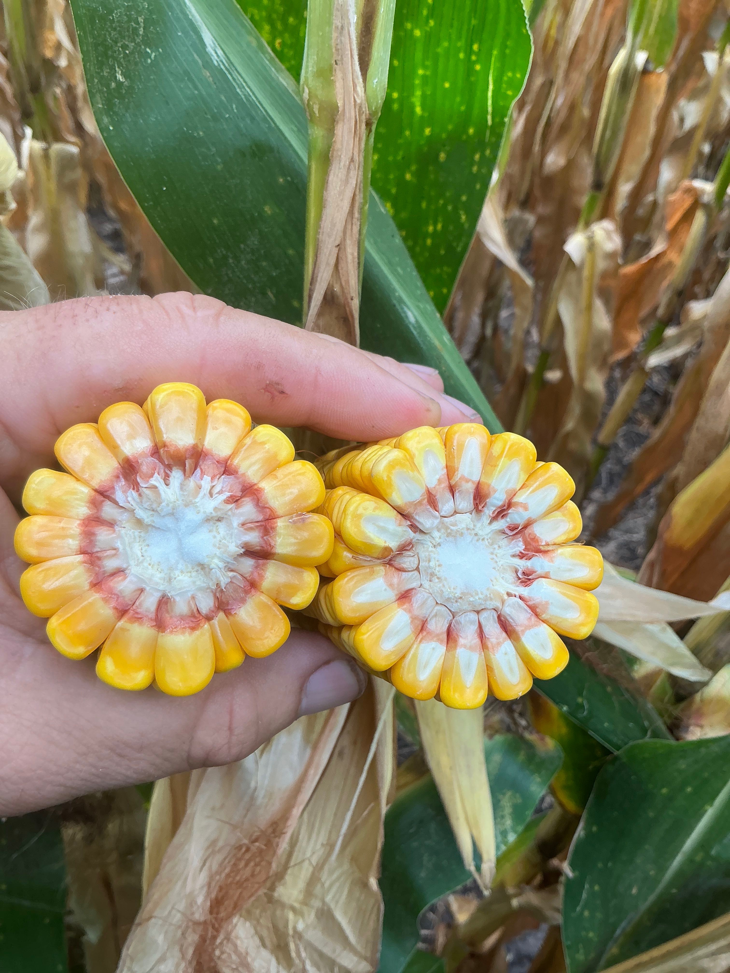 Corn Products from Renk Seed: New! RK889PCE 485
