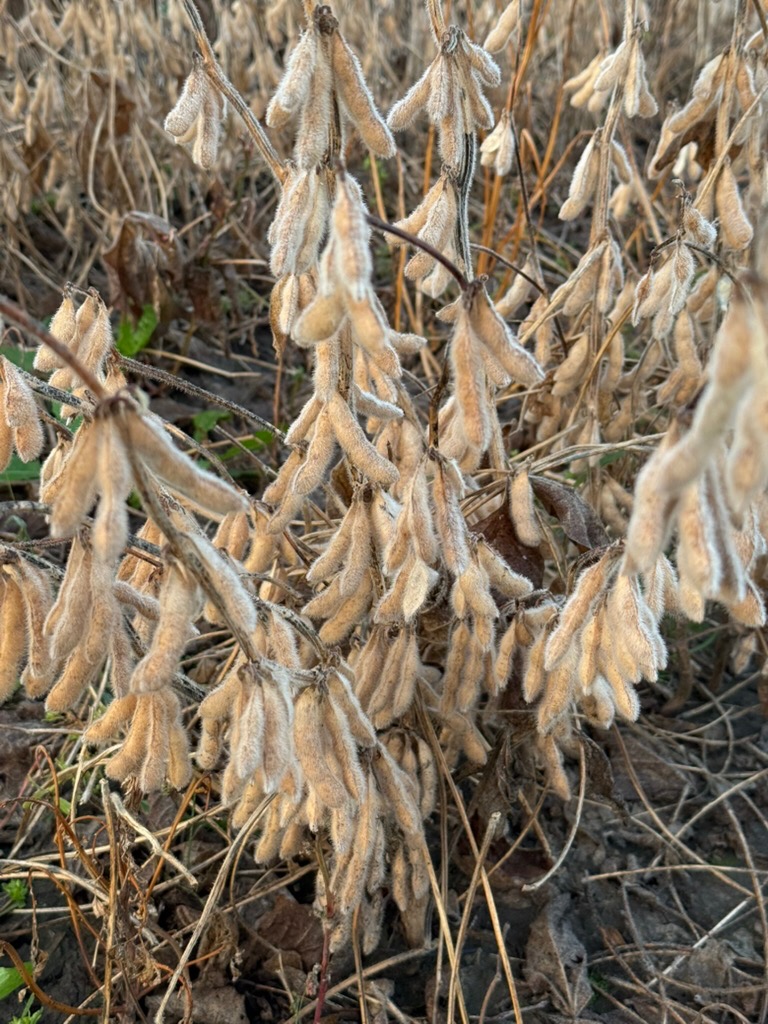 Soybean seed products 486