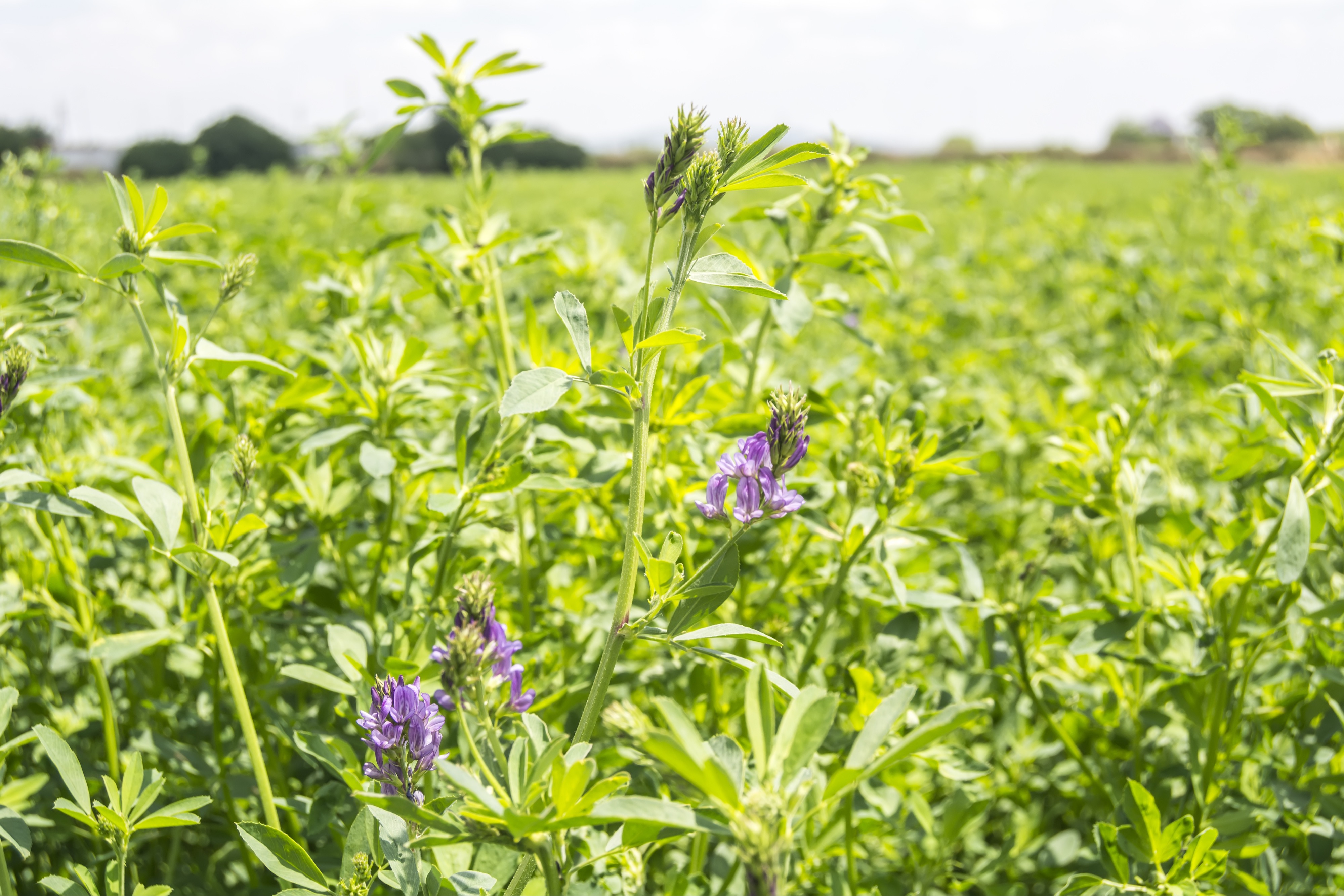 Alfalfa seed: Sunpearl New from Renk Seed 488