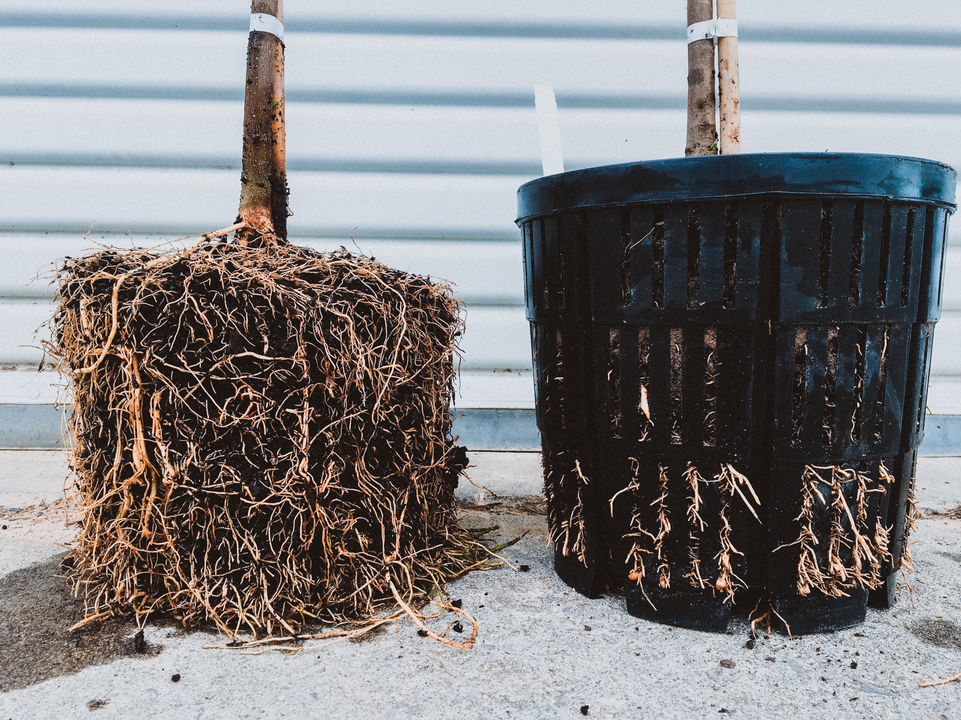 RediRoot Air Pruning Pots and Trays 51