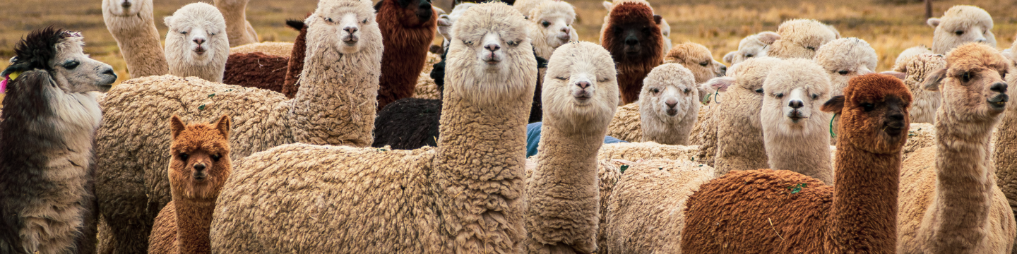 WUAMAN Fair Trade Alpaca 92