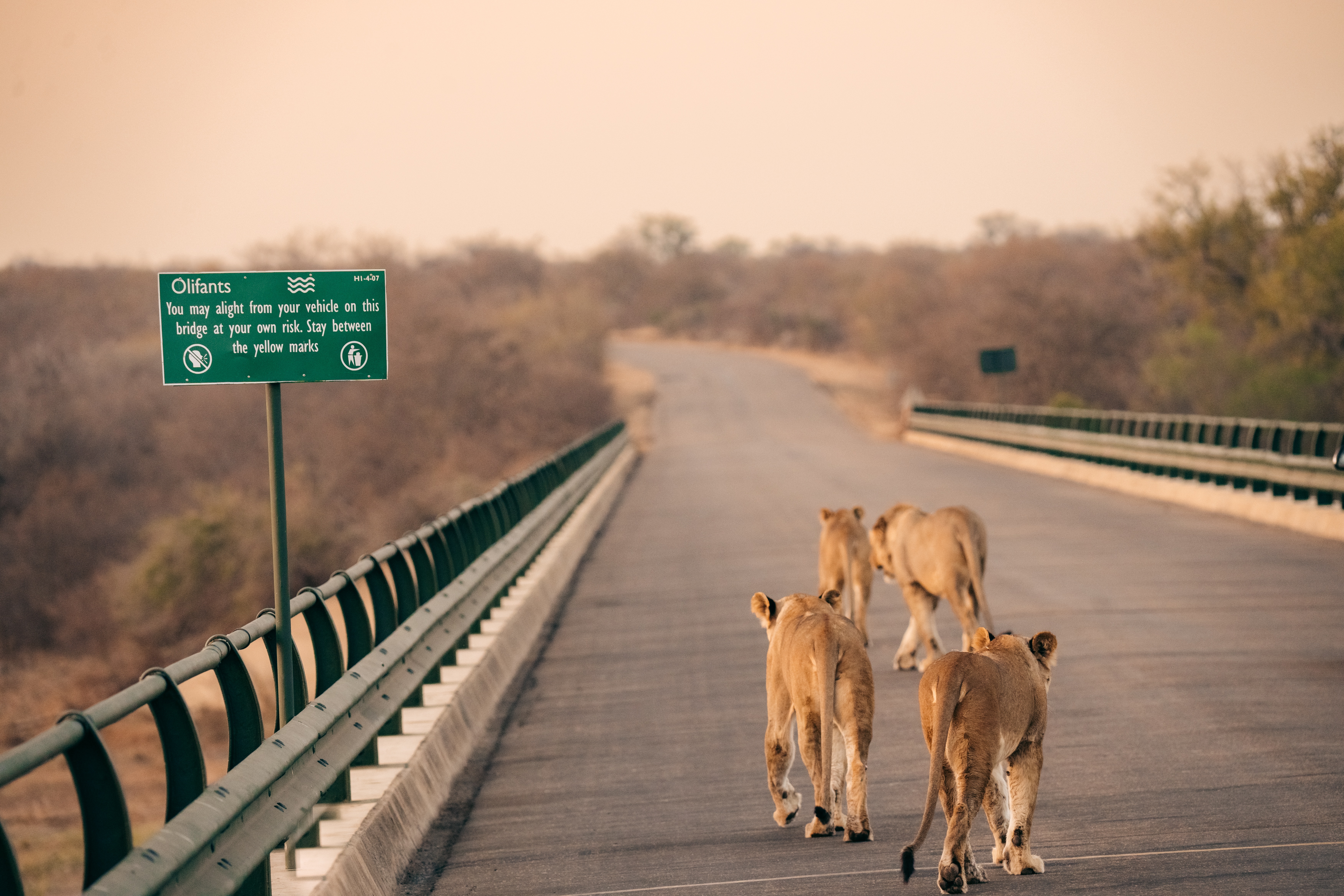 Kruger Overlanding Safari Adventure – South Africa 135