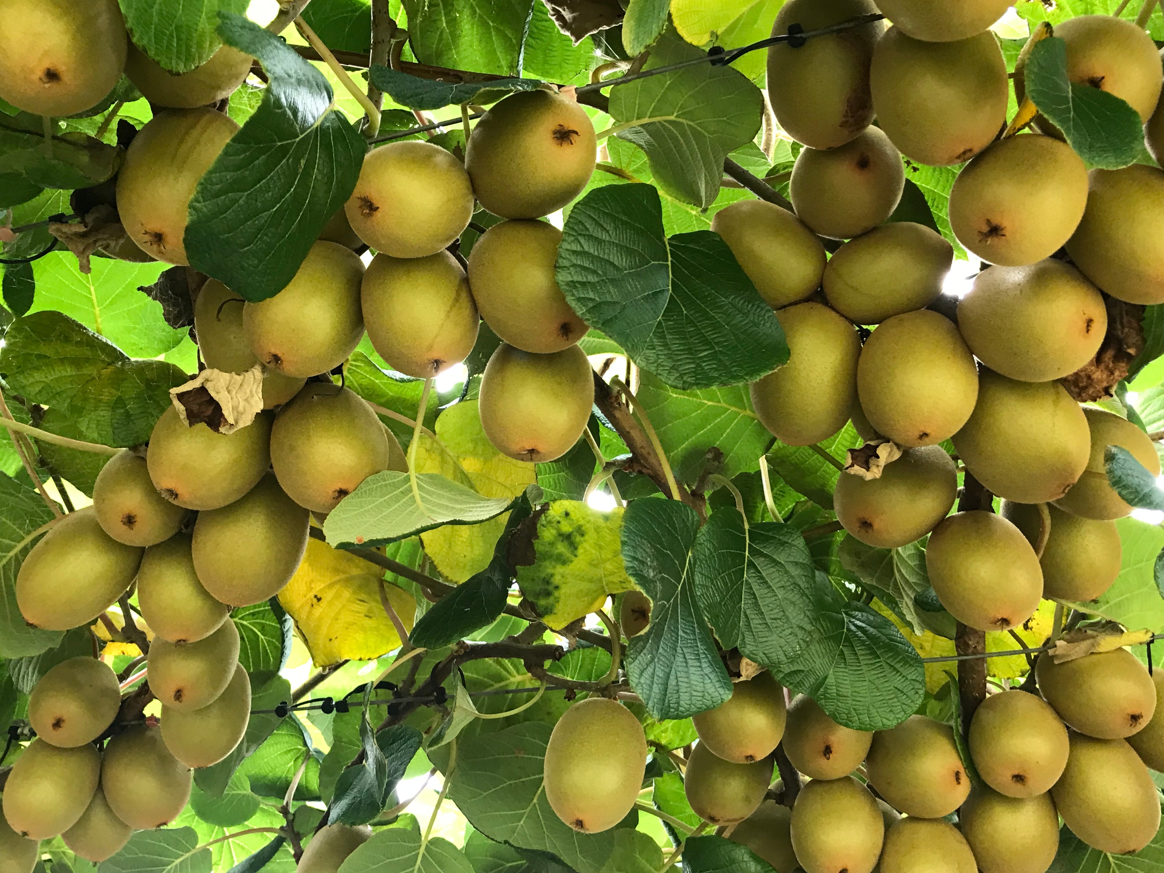 Organic Kiwifruit 75