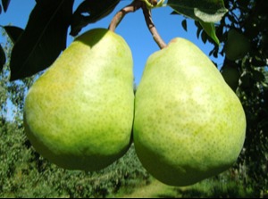 Organic Pears 76