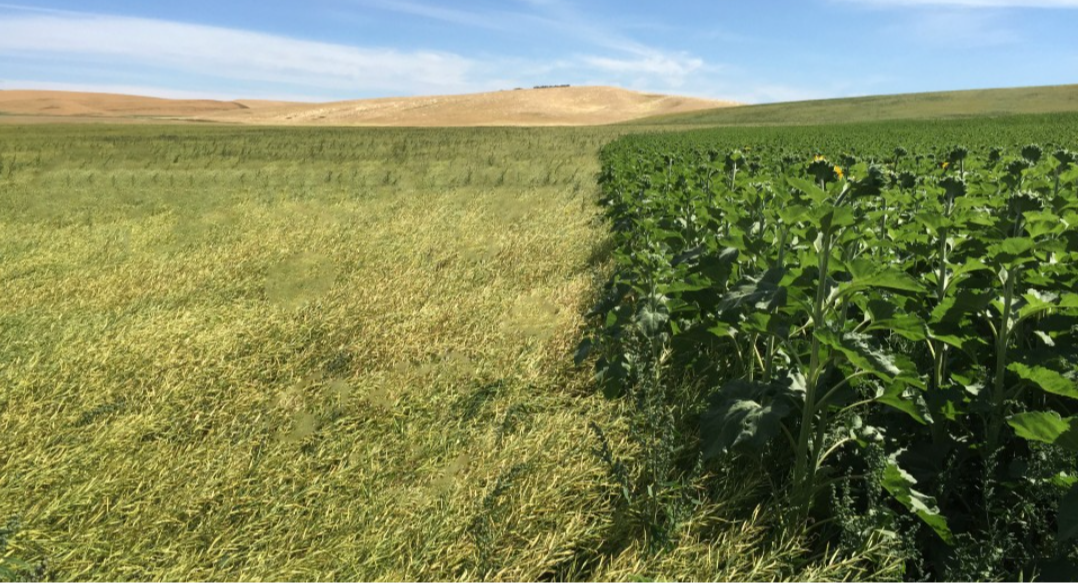 Regenerative & Sustainable Agriculture in 2024: A Path 529