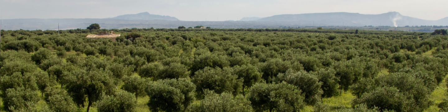 Partanna Olive Oil & A'Siciliana Soda 272