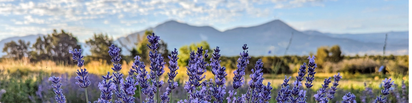 Balcony Botanicals 17