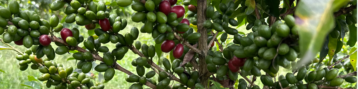 3 Arrows Coffee Company 558