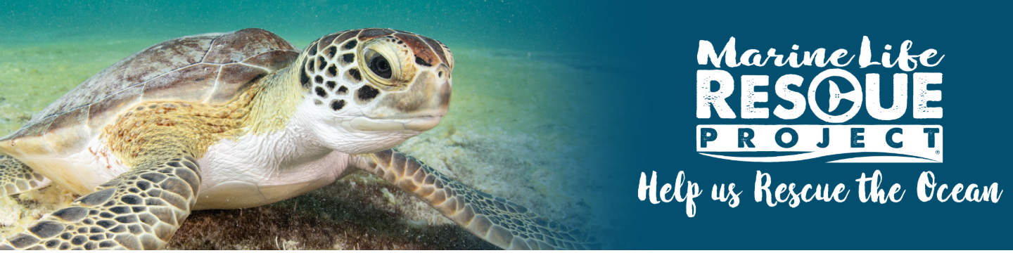 Clearwater Marine Aquarium 596