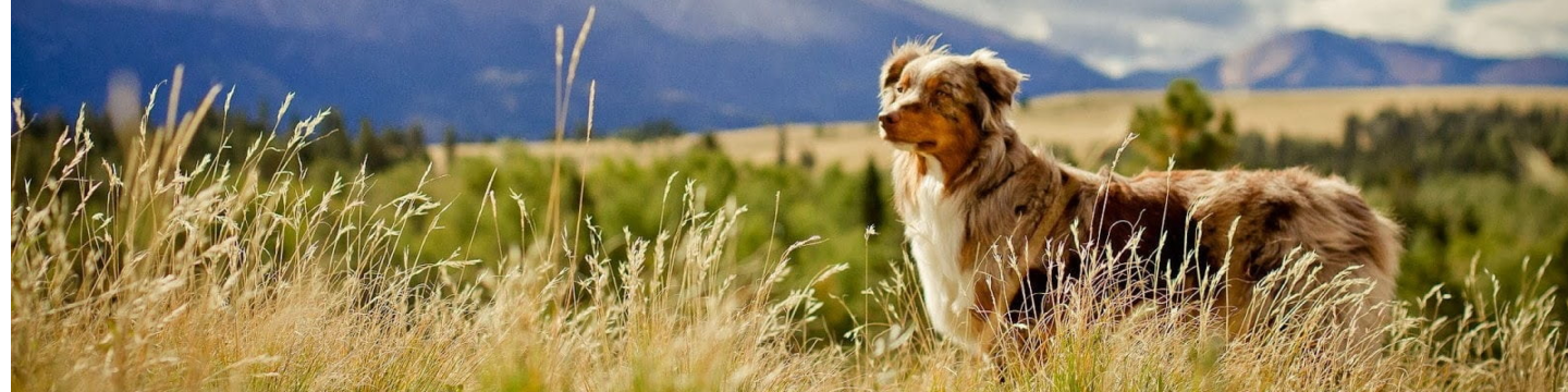 Pet Sustainability Coalition 290