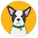 CBD Dog Health 445
