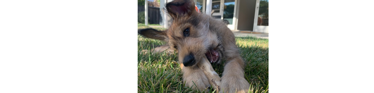 Healthy Pet World 591