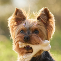 BetterBone by Blue Standard, Inc. 865