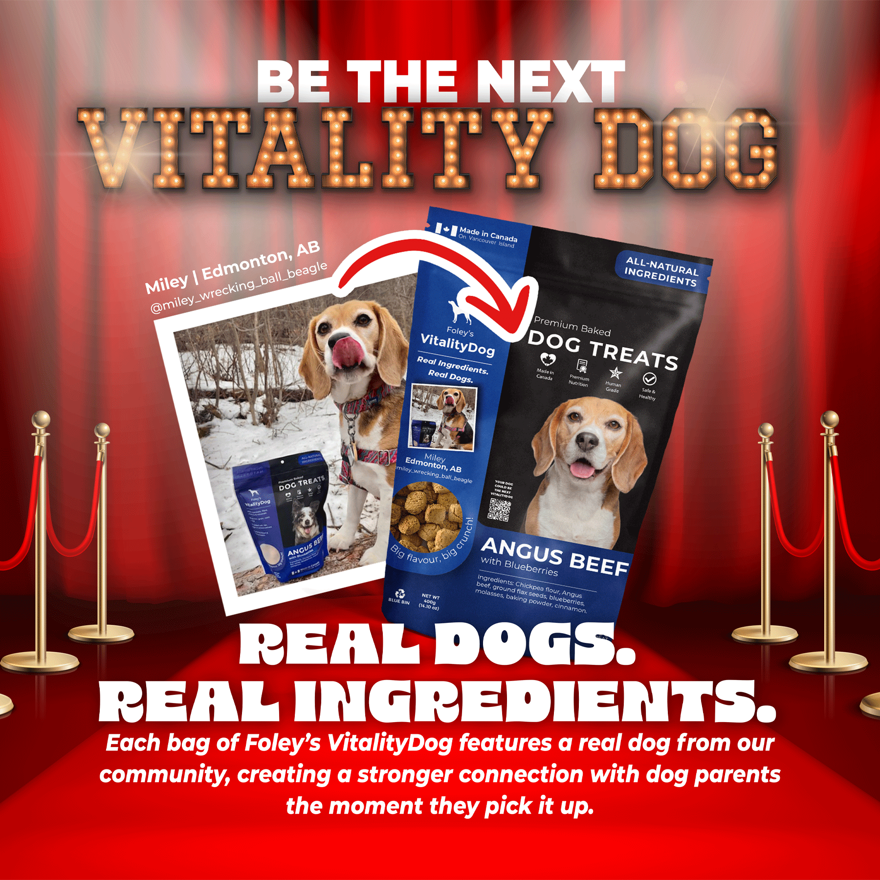 Foley’s VitalityDog 131