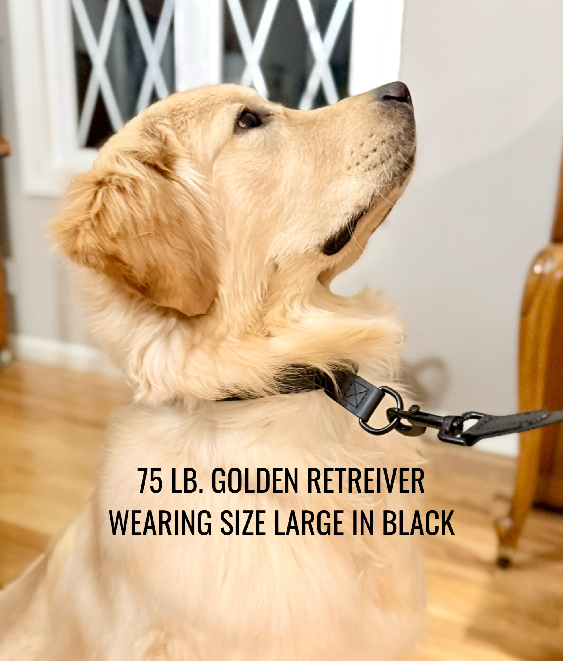 70-lb.-golden-retreiver-wearing-size-large-in-black.png