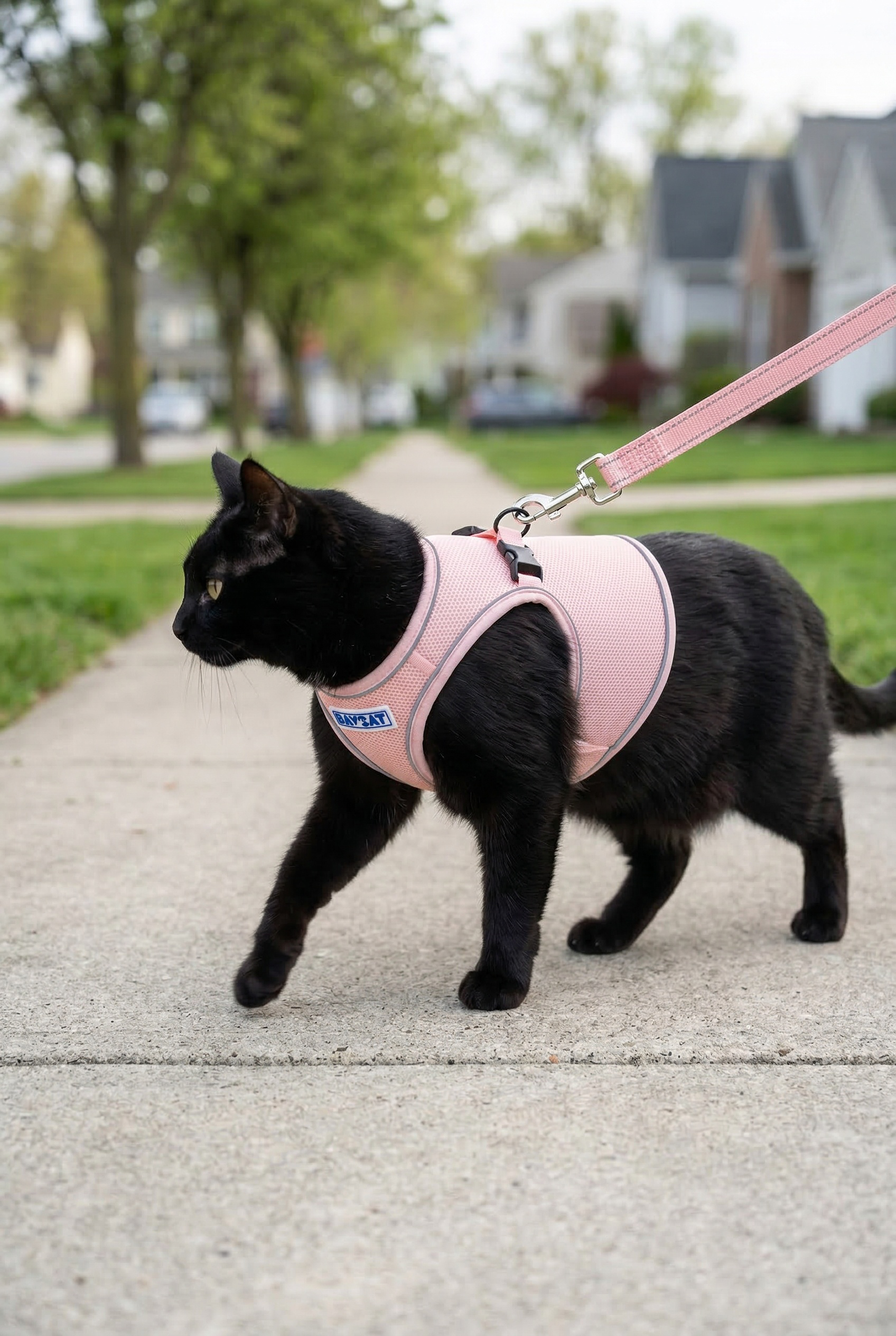 BAYCAT Harness and Leash 809