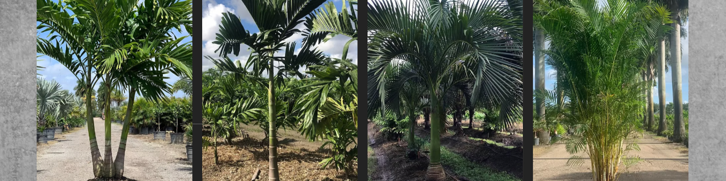 3 D's Nursery, LLC 211