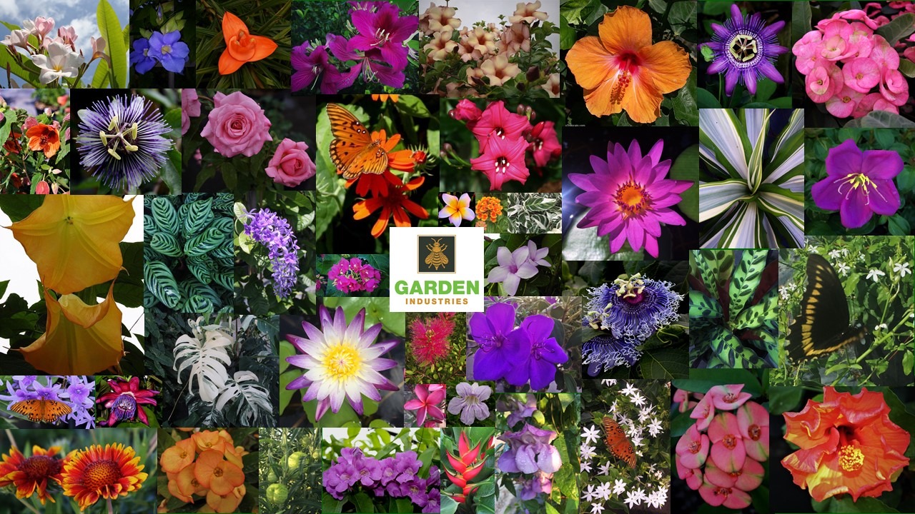 Distinctive Plants for Distinctive Landscapes 121