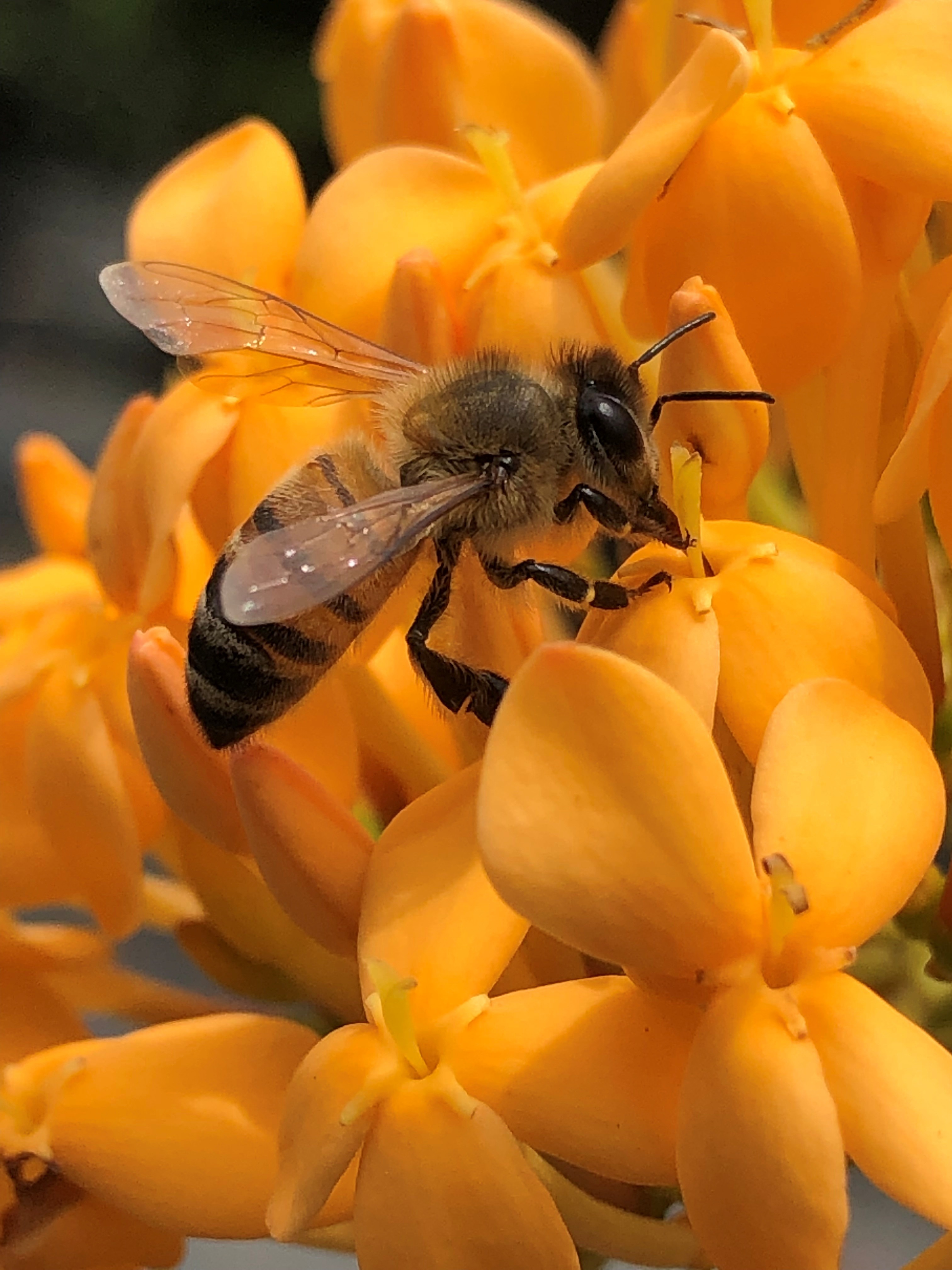 Supporting Biodiversity: Garden Industries Grows Beautiful, Pollinator-Safe Plants 141