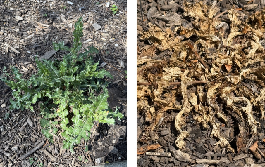 Ditch Glyphosate Without Ditching Results — FireHawk 143