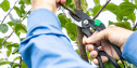 Prune Now, Prosper Later: The Case and “How-To” Guide for Young Tree Pruning | KC 212