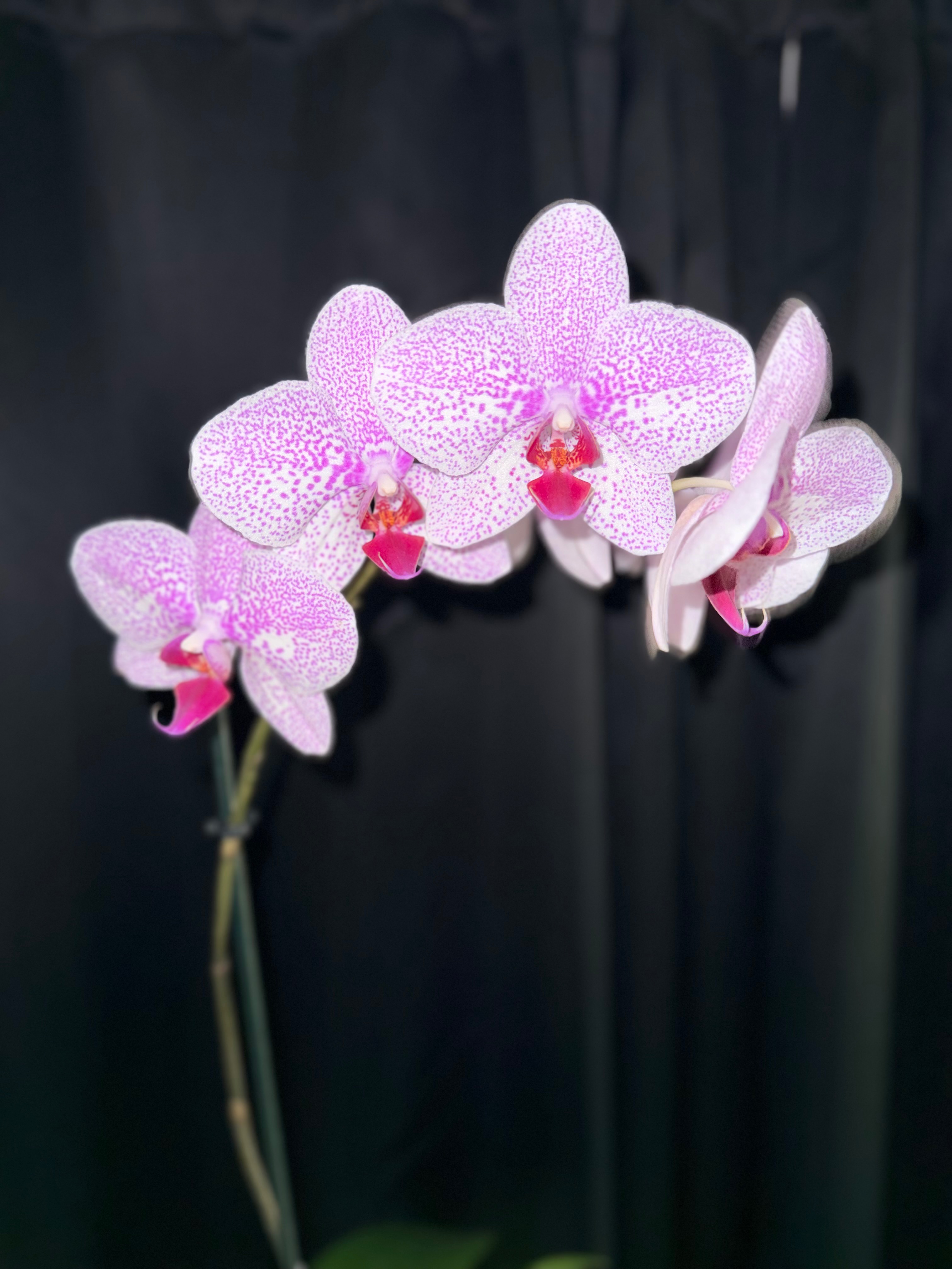 Palms, Orchids… 38