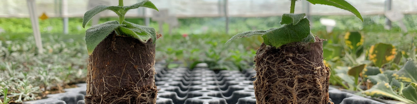 Mycorrhizal Applications 184