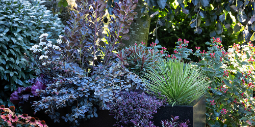 Session: Trendsetters in Bloom: New Plants Defining What’s Next in Horticulture 181