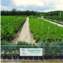 Fagundo Farms Nursery, Inc. 120