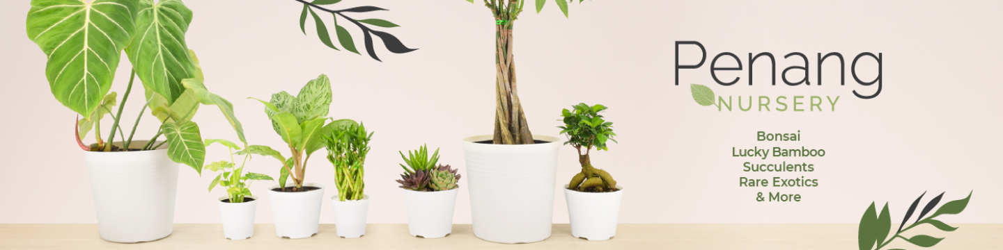 Penang Nursery, Inc. 317