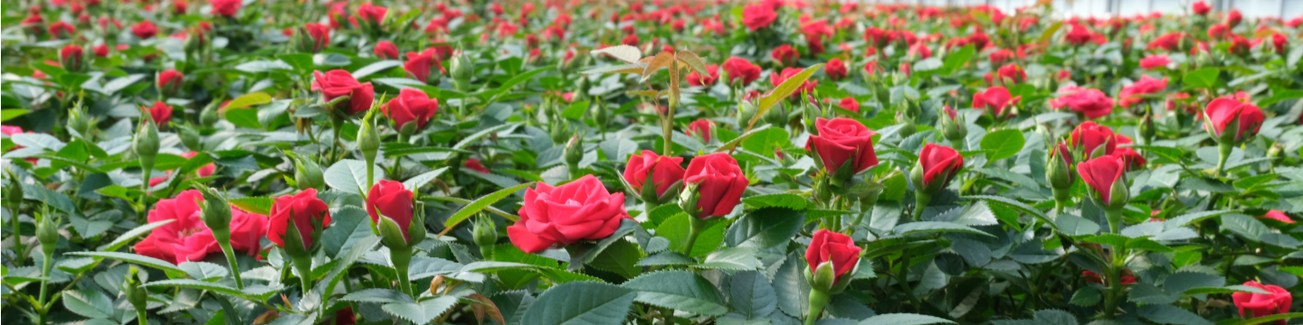 Westbrook Greenhouses Limited 78