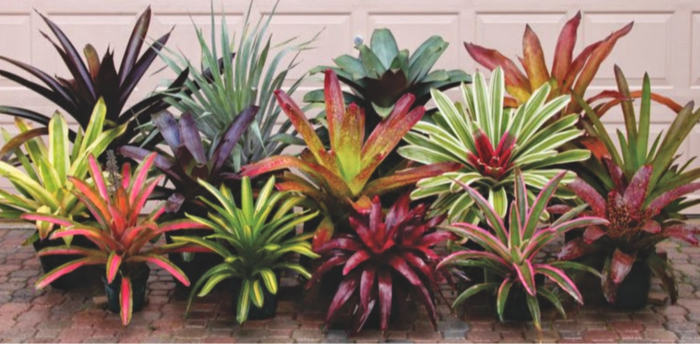 Bromeliads, Agave and Mangave (Hybrid Agave) 245