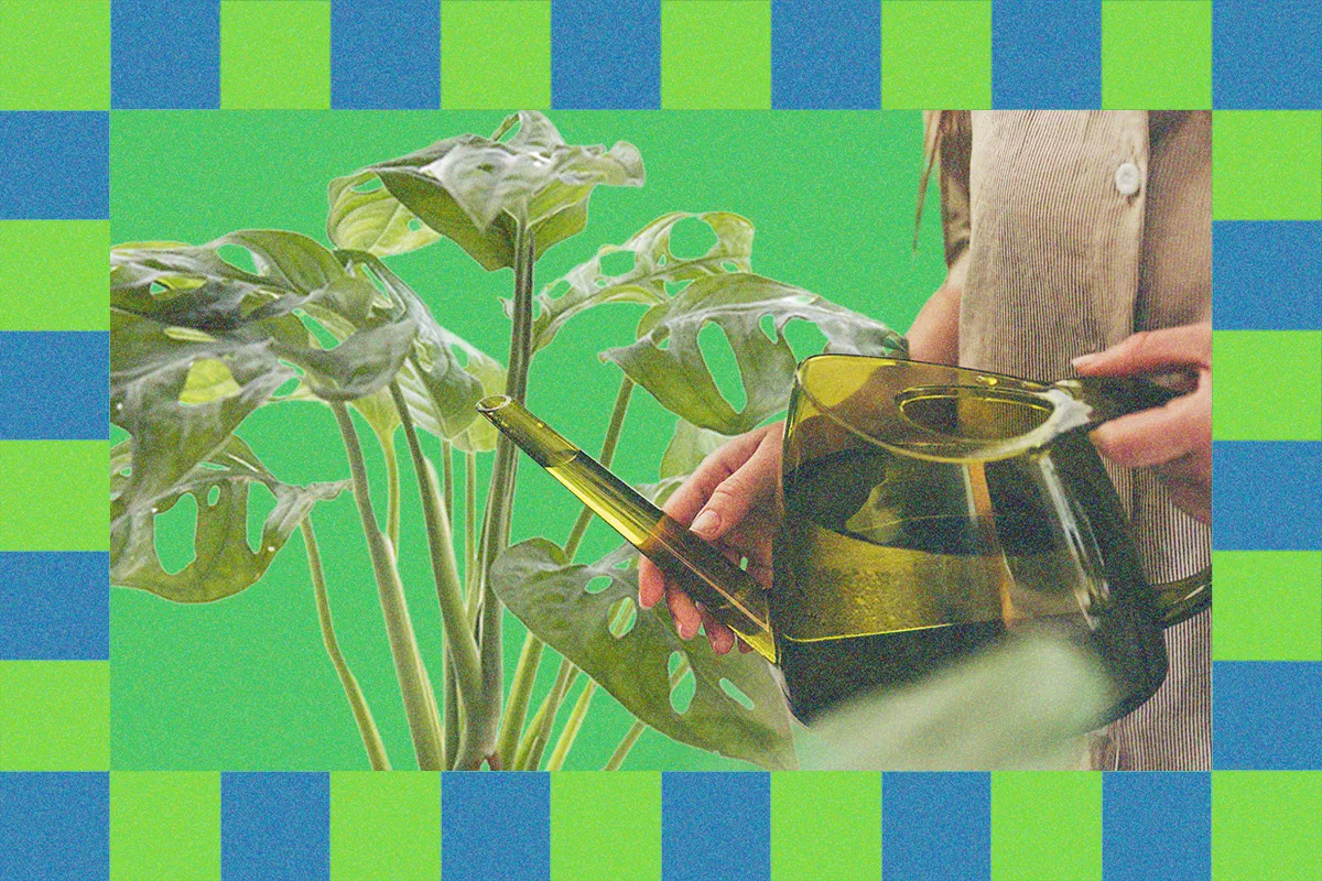 Winter Is Coming. Here's How to Keep Your Houseplants Alive 250