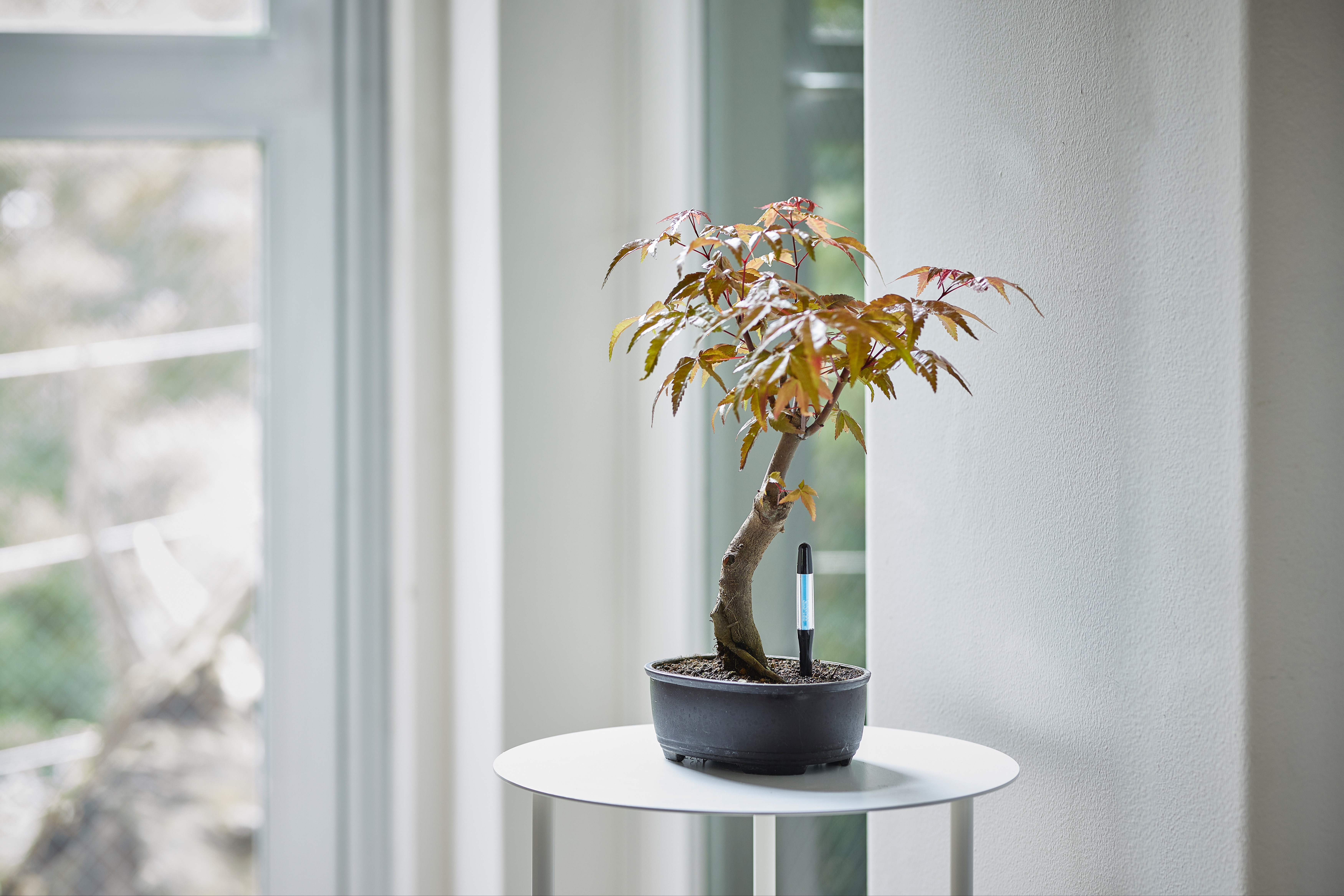 SUStee -innovative watering checker from Japan- 75