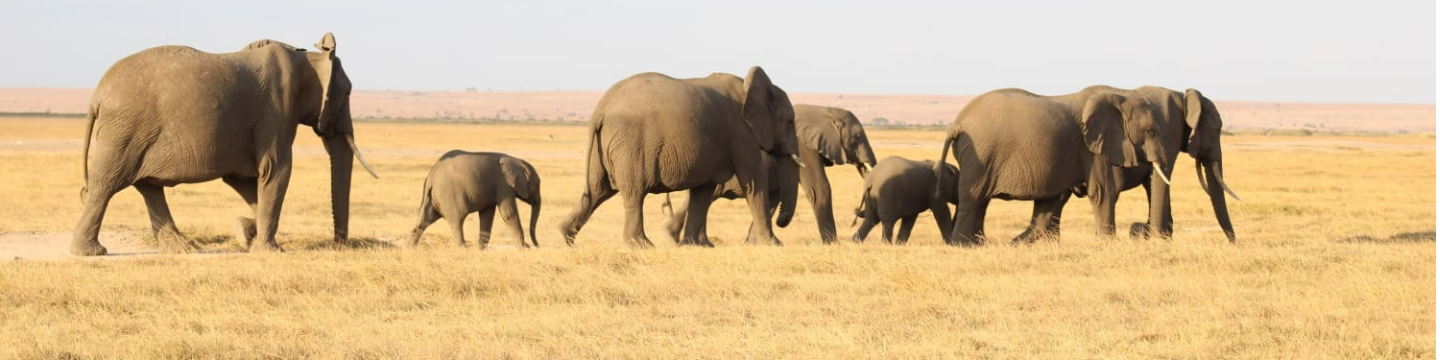 African Hartebeest Safaris Ltd 245