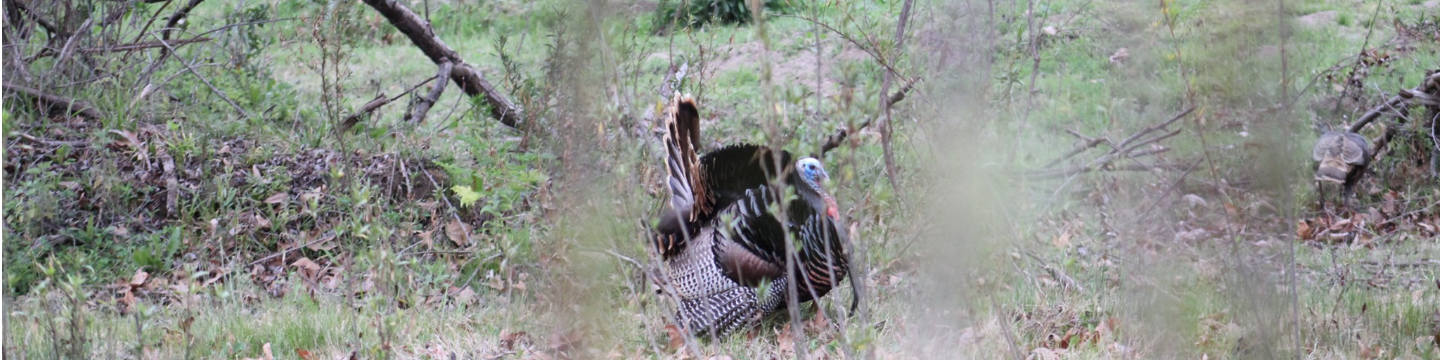 110 Land Co. Land and Wildlife Consulting 25